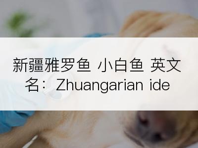 新疆雅罗鱼 小白鱼 英文名：Zhuangarian ide