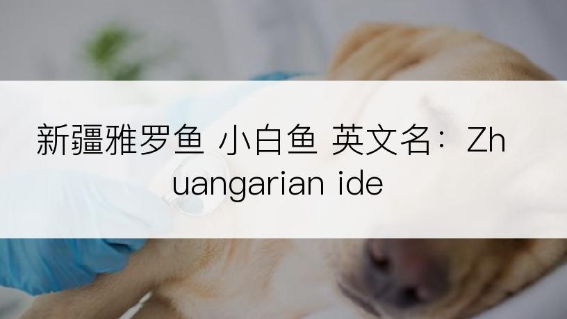 新疆雅罗鱼 小白鱼 英文名：Zhuangarian ide