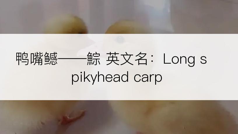 鸭嘴鳡――鯮 英文名：Long spikyhead carp