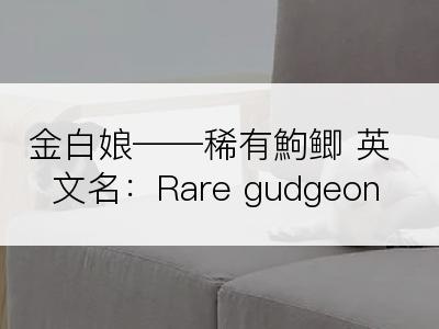 金白娘――稀有鮈鲫 英文名：Rare gudgeon