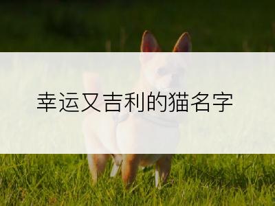 幸运又吉利的猫名字