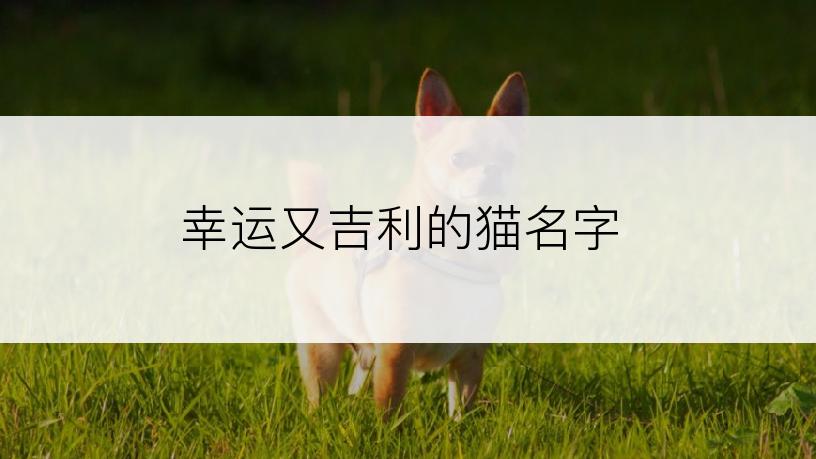 幸运又吉利的猫名字