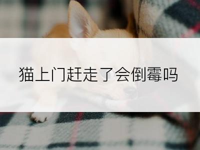 猫上门赶走了会倒霉吗