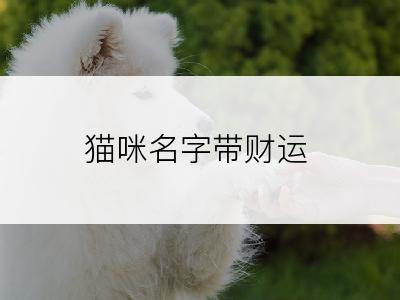 猫咪名字带财运