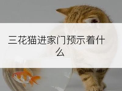 三花猫进家门预示着什么