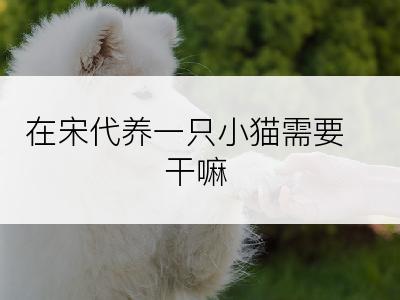 在宋代养一只小猫需要干嘛