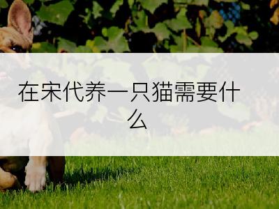 在宋代养一只猫需要什么