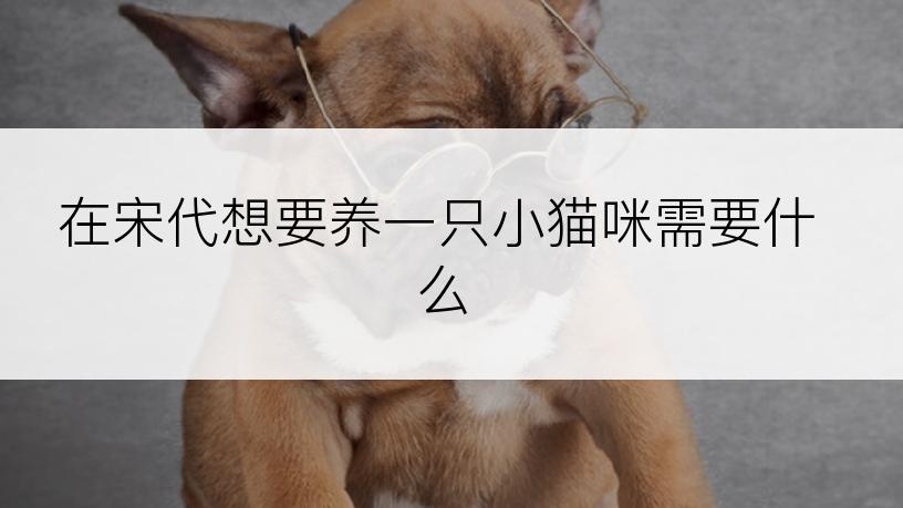 在宋代想要养一只小猫咪需要什么