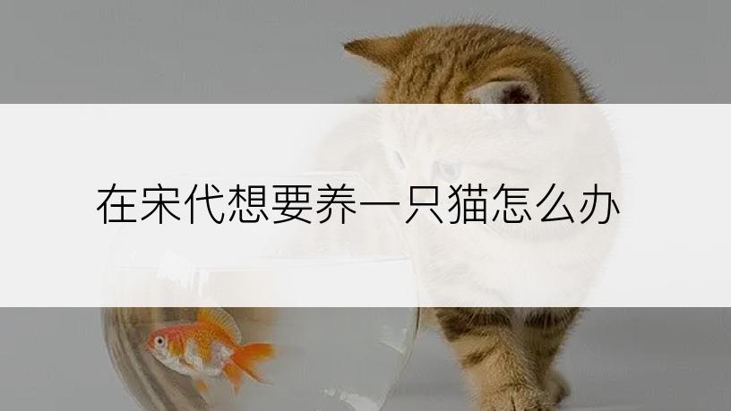 在宋代想要养一只猫怎么办