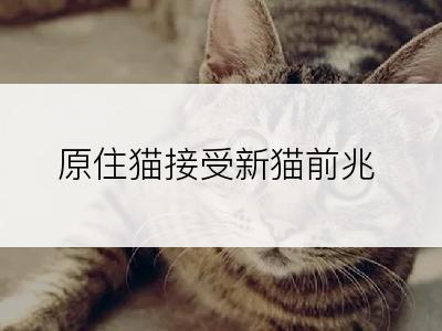 原住猫接受新猫前兆