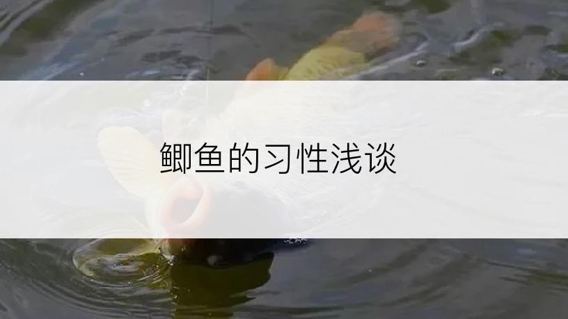 鲫鱼的习性浅谈