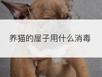 养猫的屋子用什么消毒