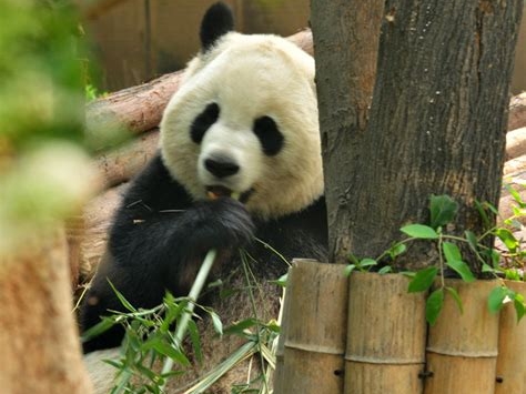 熊猫是怎么繁殖后代的