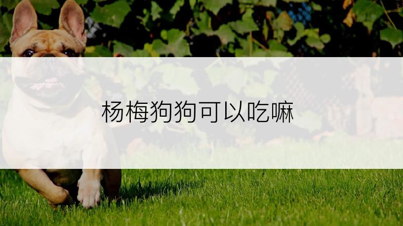 杨梅狗狗可以吃嘛