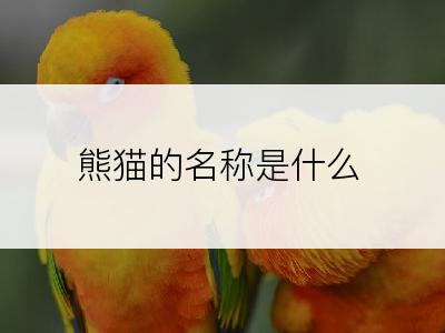 熊猫的名称是什么