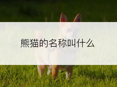 熊猫的名称叫什么