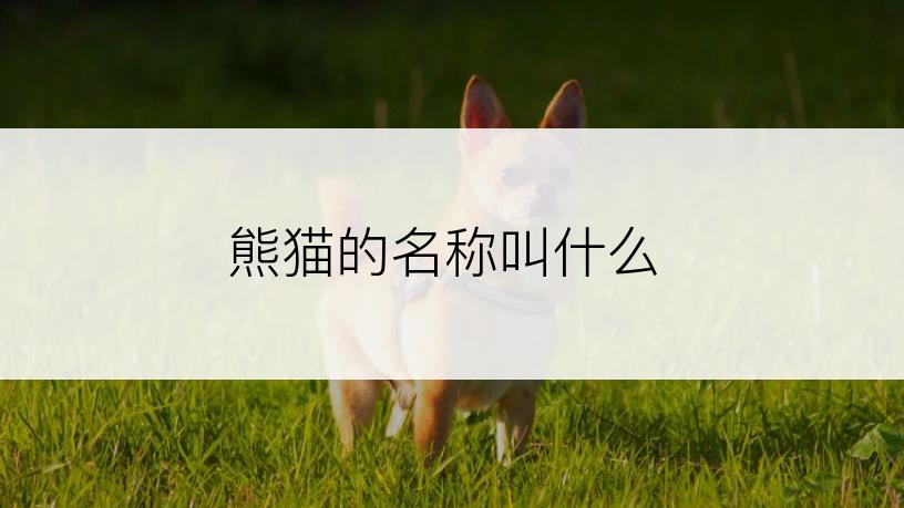 熊猫的名称叫什么