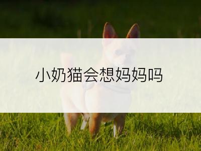 小奶猫会想妈妈吗