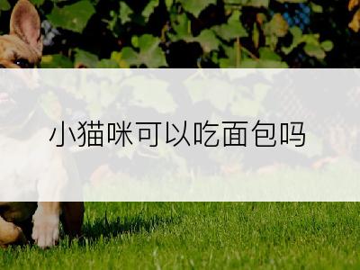 小猫咪可以吃面包吗