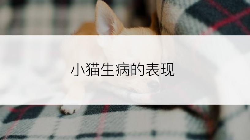 小猫生病的表现