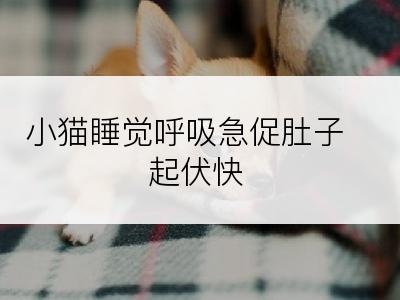 小猫睡觉呼吸急促肚子起伏快