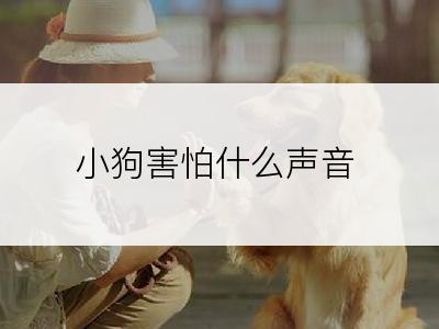 小狗害怕什么声音