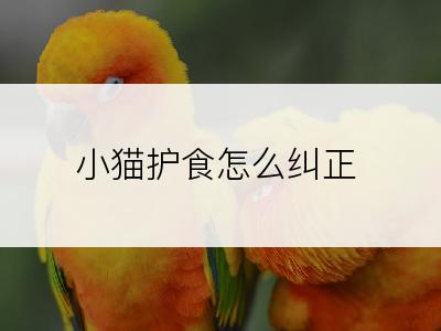 小猫护食怎么纠正