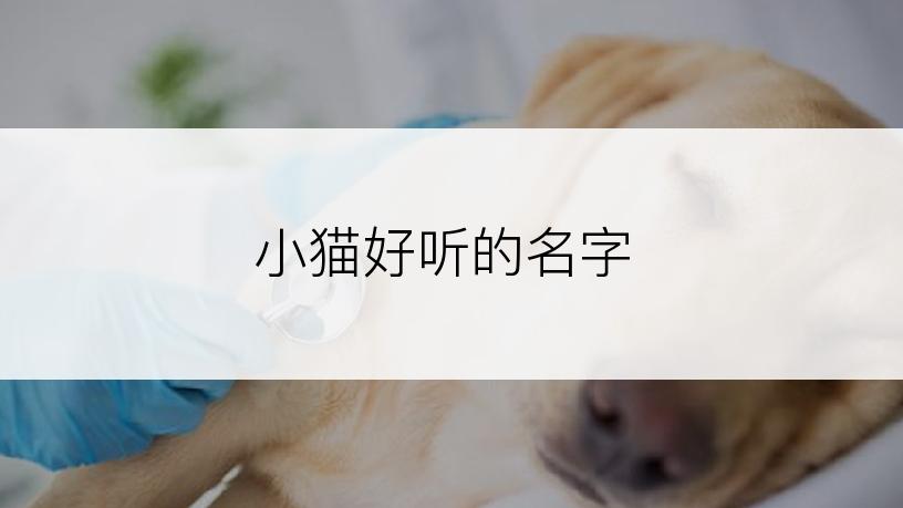 小猫好听的名字