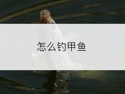 怎么钓甲鱼