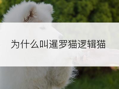 为什么叫暹罗猫逻辑猫