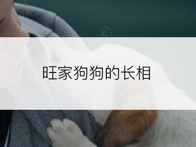 旺家狗狗的长相