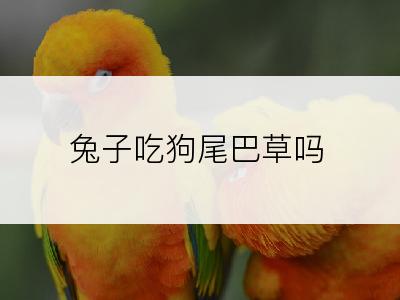 兔子吃狗尾巴草吗