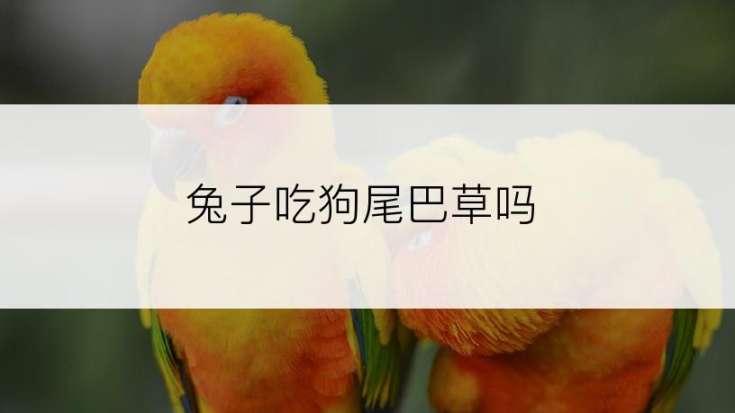 兔子吃狗尾巴草吗