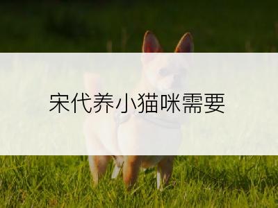 宋代养小猫咪需要