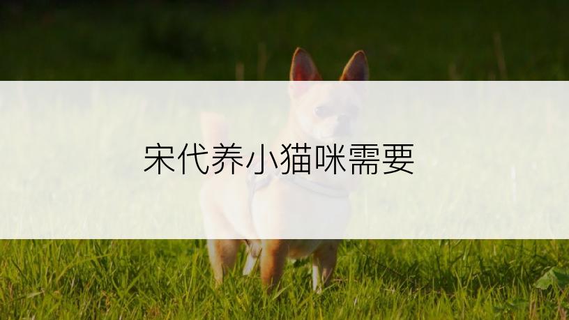 宋代养小猫咪需要