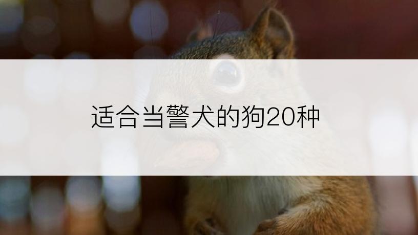 适合当警犬的狗20种