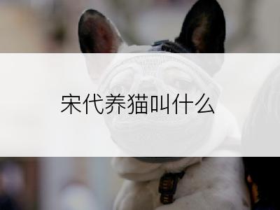 宋代养猫叫什么