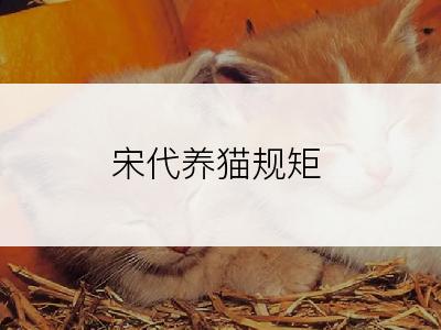 宋代养猫规矩