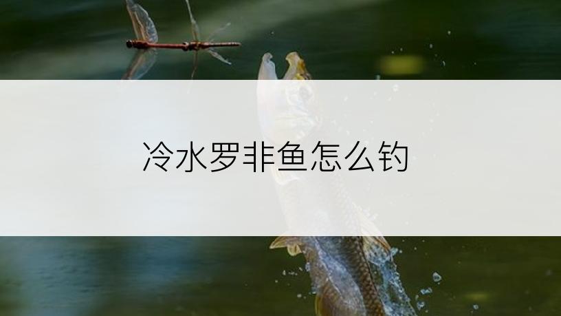 冷水罗非鱼怎么钓