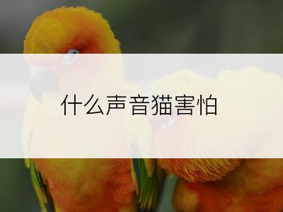 什么声音猫害怕