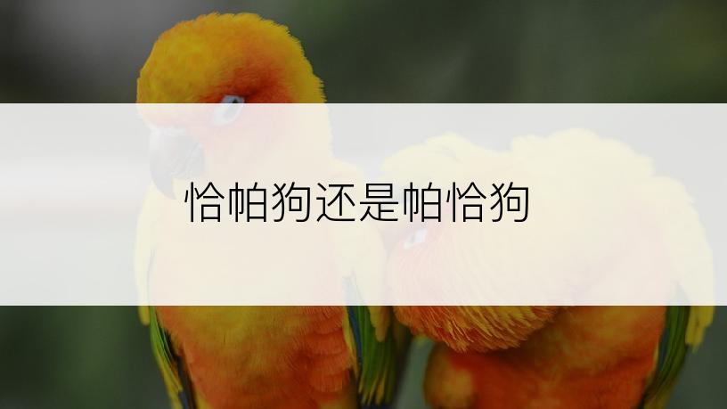 恰帕狗还是帕恰狗