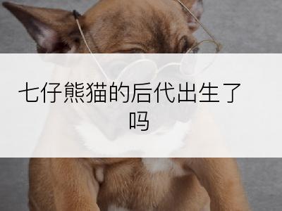 七仔熊猫的后代出生了吗