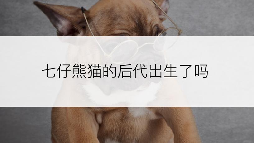 七仔熊猫的后代出生了吗