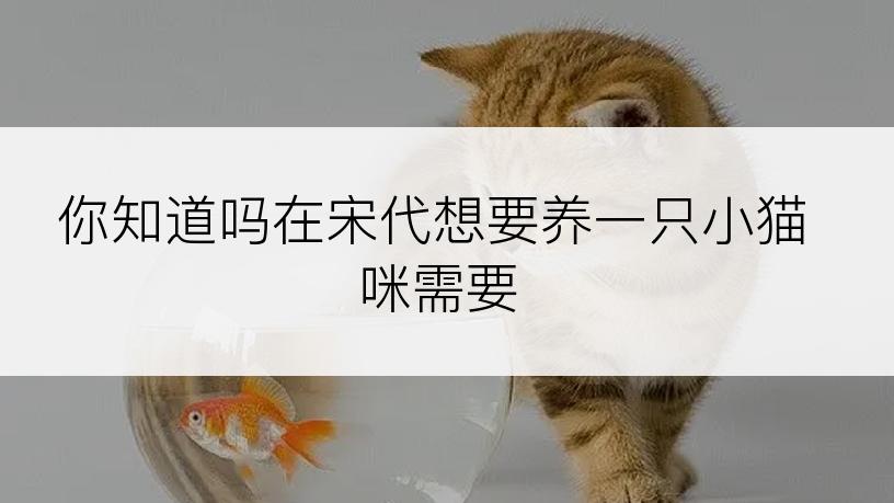 你知道吗在宋代想要养一只小猫咪需要